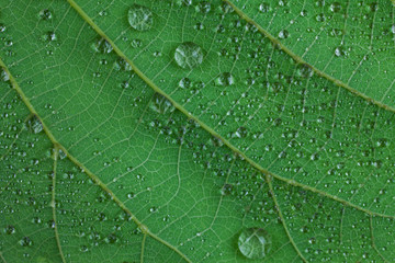 Water droplets on a green leaf.