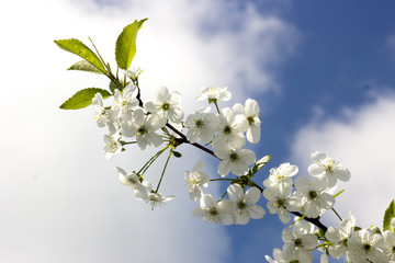 Obraz premium Cherry flowers close up