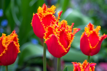 blühende rot gelbe Tulpen