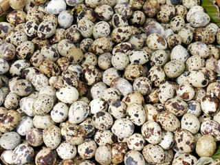 Quail eggs