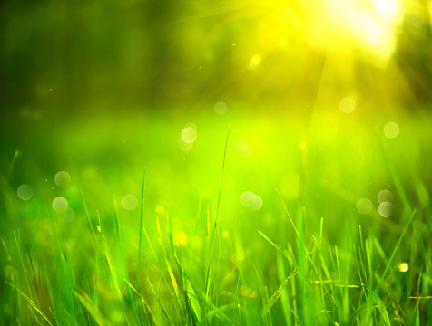 Nature blurred background. Green grass in spring park with sun flares backdrop
