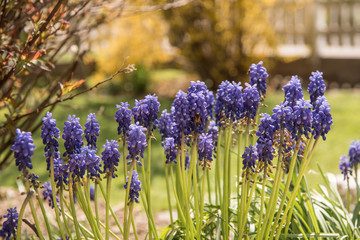 blaue Hyazinthen - Muscari im Garten
