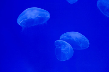 Obraz na płótnie Canvas Moon jellyfish (Aurelia aurita).
