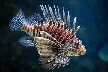 Fototapeta na wymiar Red lionfish (Pterois volitans).
