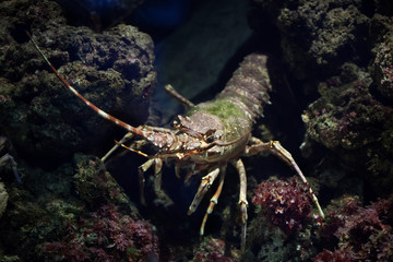 Common spiny lobster (Palinurus elephas).