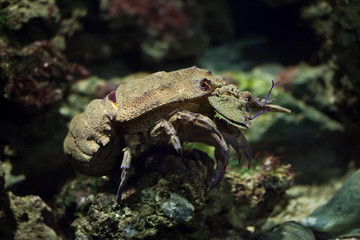 Mediterranean slipper lobster (Scyllarides latus).