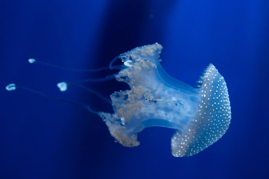 White-spotted jellyfish (Phyllorhiza punctata).