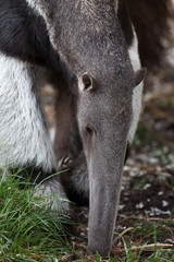 Giant anteater (Myrmecophaga tridactyla).