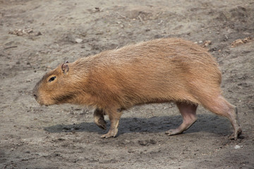 Capybara (Hydrochoerus hydrochaeris).