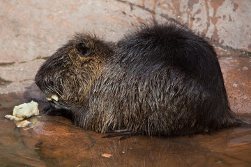 Coypu (Myocastor coypus), also known as the river rat or nutria.
