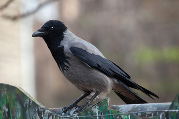 Hooded crow (Corvus cornix).
