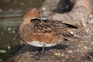Eurasian wigeon (Anas penelope).