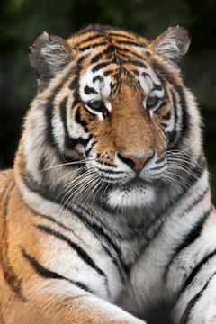 Siberian tiger (Panthera tigris altaica)