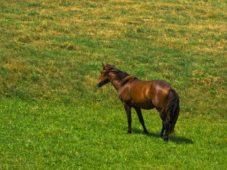Horse on a meadow at sunny summer day in Pester, southwest Serbia