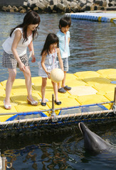日間賀島のイルカ