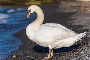 Portrait of white swan outdoor