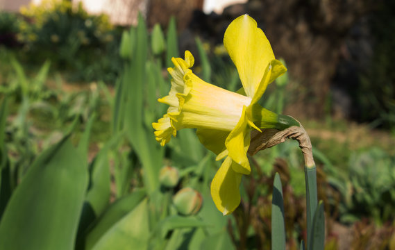 natural flower photo yellow narcissus closeup on blurred background