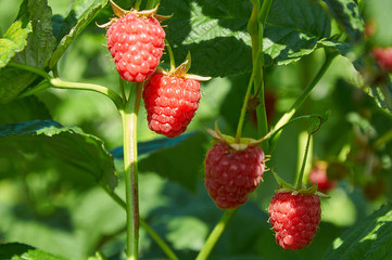 Several ripe red  raspberries growing on the bush