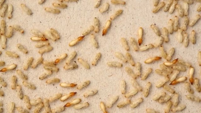 Close up termites or white ants walking on recycle paper
