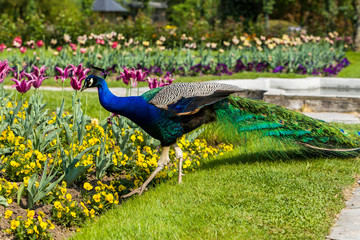 Male peacock at Villa Pallavicino, Stresa Piedmont, italy 17 Apr