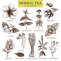 Botanical collection of hand drawn herbal tea ingredients. Decorative vector set of vintage medicinal herbs and spice sketch isolated on white. © sketched-graphics