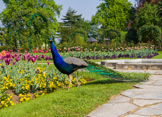 Male peacock at Villa Pallavicino, Stresa Piedmont, italy 17 Apr
