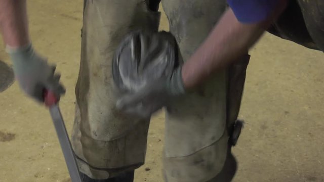 the farrier prepares the horse's hoof