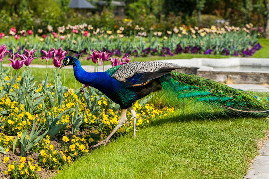 Male peacock at Villa Pallavicino, Stresa Piedmont, italy 17 Apr
