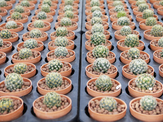 closeup cactus in pot