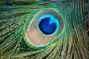 Close up male peacock tail feathers