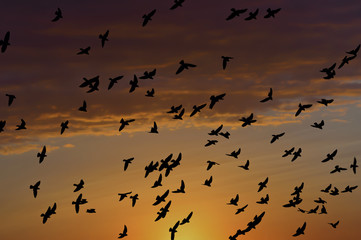 Flying pigeons on the sunset 