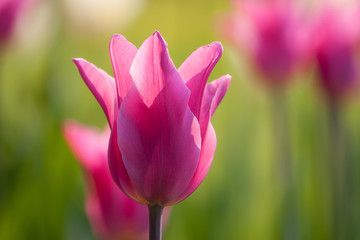 colorful tulip field purple in botany garden
