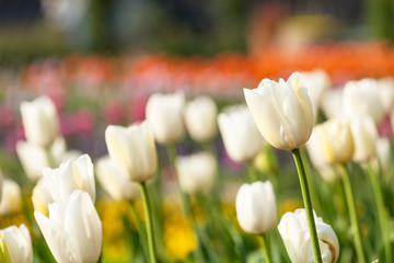 colorful tulip field purple in botany garden