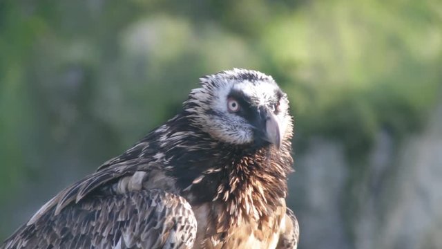 Close-up of a bearded vulture - Gypaetus barbatus