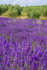 Plakat Provence, blossoming purple lavender field at Valensole France
