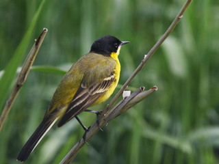 Yellow Wagtail, Motacilla flava feldegg