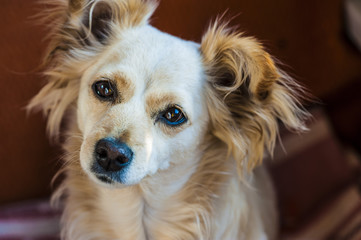 Cane © pixelaway