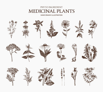 Big Vector Collection Of Hand Drawn Spices And Herbs. Botanical Plant Illustration. Vintage Medicinal Herbs And Poisonous Plants Sketch Set Isolated On White