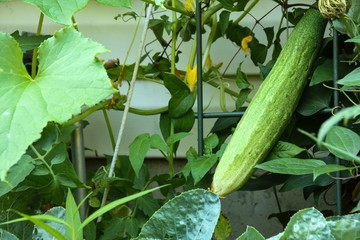 Long cucumber growing on plant