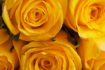 A bunch of yellow roses close up view