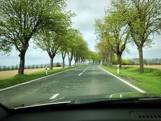 droga wśtód drzew © Tomasz Sergej