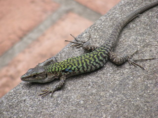 Fototapeta premium Lucertola