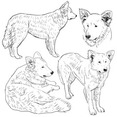 Set shepherd dog sketch. Black contour on a white background. vector