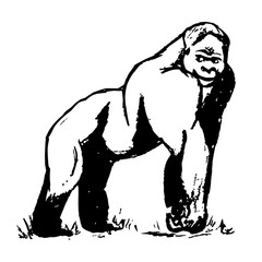 A big male gorilla
