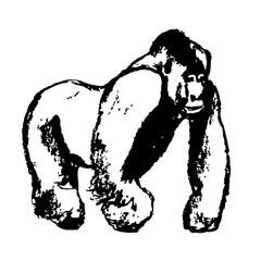 A big male gorilla 0