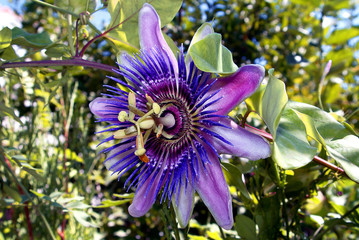 Passionsblume