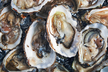 Oysters - 108787536