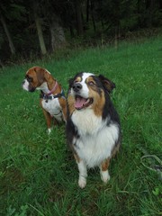 berger autralien et boxer assis