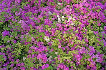 bougainvillea hybrida or paper flower