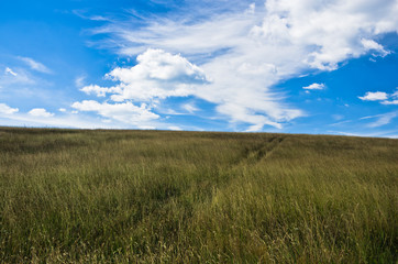 Obraz premium Blue sky above hill covered with dry prairie grass in Pester plateau, northwest Serbia